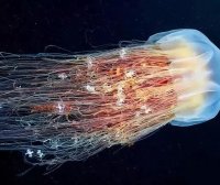 如何创业摆摊卖水母？技巧有哪些？