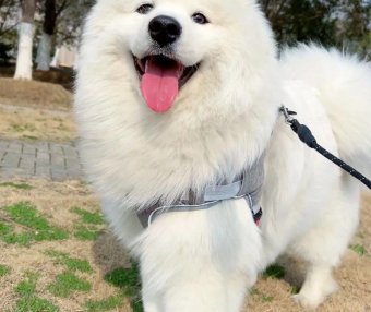 萨摩耶犬咳嗽 主要是由于什么引起的