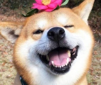 柴犬咬人怎么办 这招可以简单防止柴犬咬人