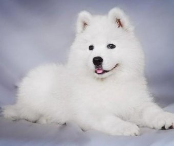 萨摩耶犬纯种多少钱 一般价格在1500到3000元