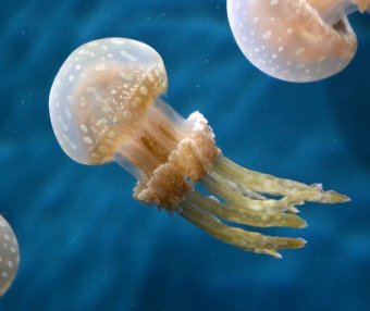 浮游动物——水母