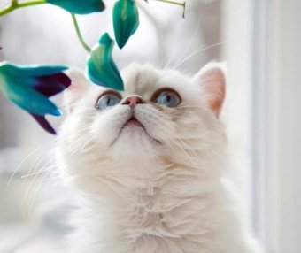 猫抓家具怎么办 如何防止猫乱抓家具