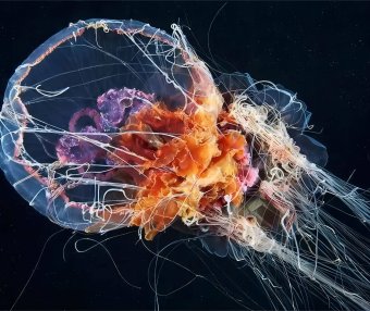 水母科普小百科