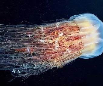 如何创业摆摊卖水母？技巧有哪些？