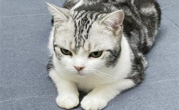 美短和英短有哪些不同？