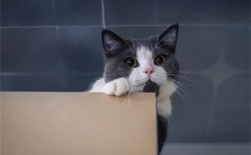 猫咪会记仇吗？