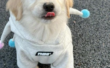 如何带狗坐车 训练狗不晕车方法