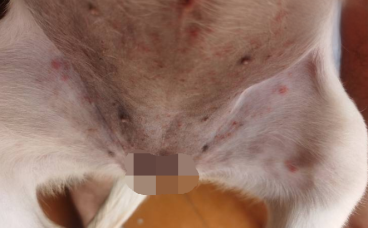 狗狗皮肤瘙痒有红疙瘩已治愈