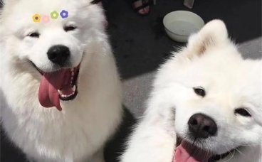 狗狗可以吃冰淇淋吗？