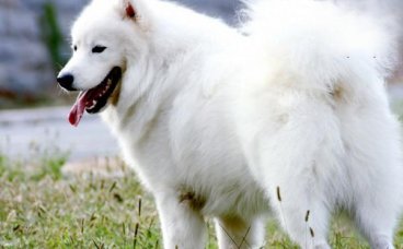 怎么照顾坐月子的狗狗？