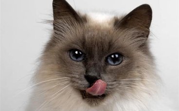 猫咪性格差怎么办？