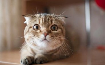 怎么知道猫咪熟悉新环境了没有？