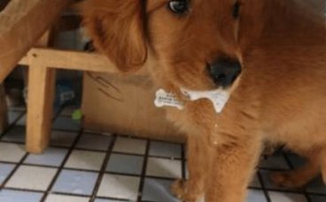 三个月大的狗狗犬瘟热已经痊愈