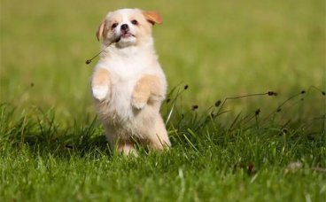 狗狗多大可以断奶？