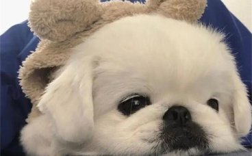 小狗哼哼唧唧是哪里不舒服吗？