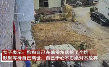 狗狗为救小主人被蛇咬伤后刨坑等死,忠诚守护感动人心