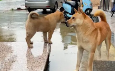 小狗要离开去新家了，最后和狗爸爸做告别！