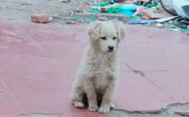 村子拆迁后大量看门狗被遗弃，它们仍坚守家中