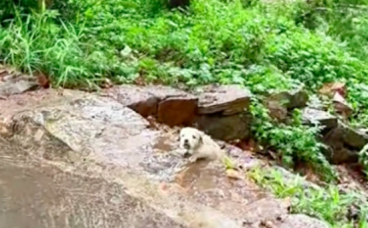 雨天一只小狗被雨水冲走，男子果断救下抱回家