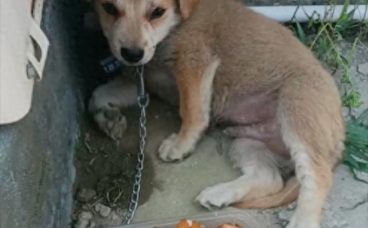 主人给狗狗一碗红烧肉，结果它却不敢吃！