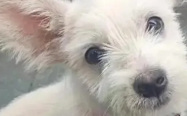 被救助的流浪小狗，康复后被人领养，不到一个月后。。