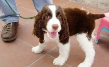 史宾格犬被丢在路边，拖着后腿追赶主人，主人头也不回转身离开