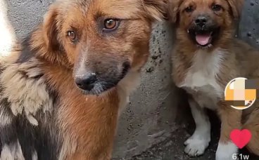 狗妈妈被卖进屠宰场等死，当它看到自己的孩子也被卖掉时，泪奔了