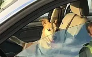 小狗在烈日暴晒下被关进车里，警察当机立断砸车救狗