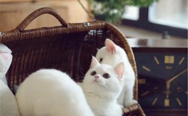 猫咪的哪些表现说明占有欲强？