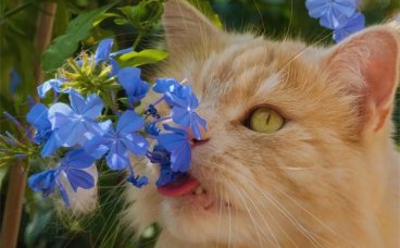 夏季养猫的常见误区