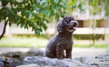 春节带狗狗回家要注意什么？