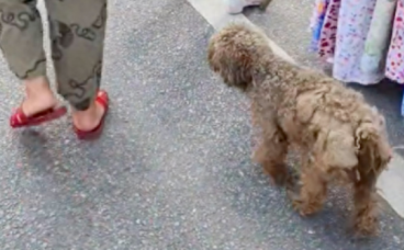 狗狗被人遗弃后，遇到好心婆婆每天投喂