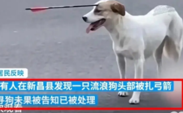 流浪狗被扎弓箭，被质疑残忍处置，官方道歉