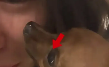泪目了！狗狗去世，主人的眼泪落进狗狗眼里！