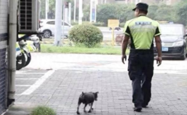 流浪狗365天陪交警执勤，背后的故事令人感动
