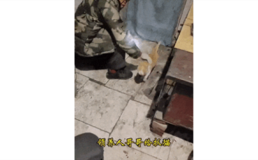 猫咪主人去世后，无人喂食，还总被驱赶，模样心酸..