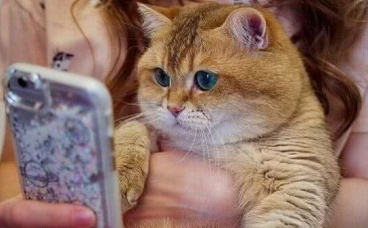 猫咪犯了错，主人罚它面壁思过，橘猫的做法让人笑翻了。。。