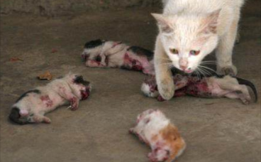 新出生的4只小奶猫被人杀害，猫妈妈的眼神让人落泪！