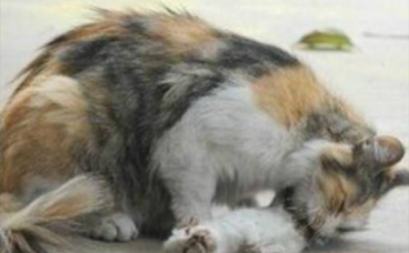 奶猫被人狠心摔死，猫妈伤心失去意识