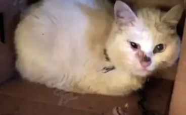 虐猫者故意饿死小猫，但猫在被摸时仍然拿头蹭手…