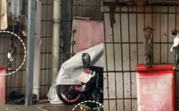 3只流浪幼猫疑因扰民被吊死窗前，社区回应 愤怒与谴责