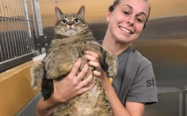 一只胖猫被主人弃养在收容所，整天闷闷不乐