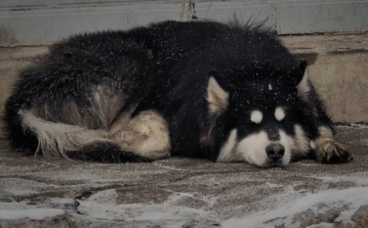 阿拉斯加雪中被丢弃，被拴在路边…