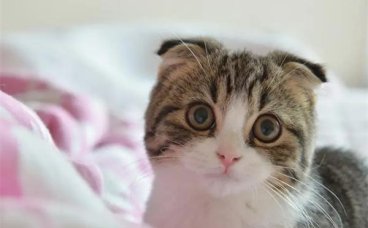 折耳猫发病的初期症状