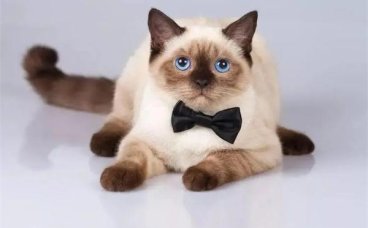 暹罗猫的优缺点分别有哪些？