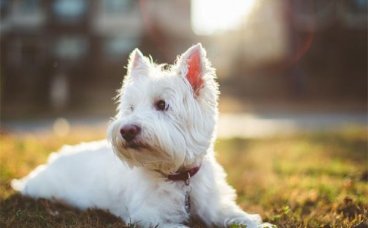 怎么改掉狗狗扑人的习惯？