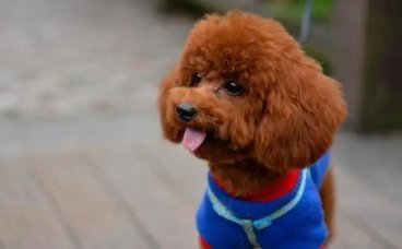 狗狗空嚼是什么原因？