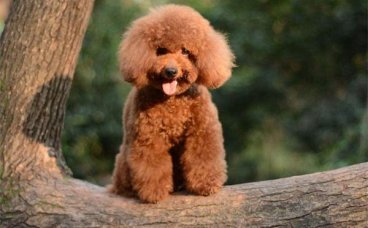 宠物狗的基本训练有哪些？