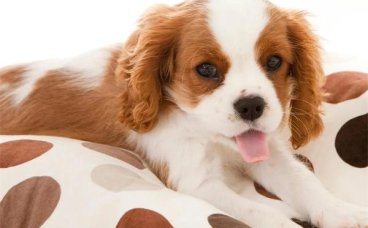 母狗发情期如何护理？