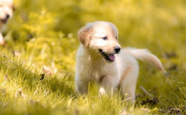 怎么避免犬猫吵闹扰人？